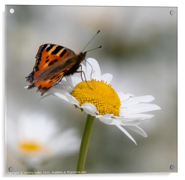 Graceful Butterfly on Pollinated Daisy Acrylic by tammy mellor
