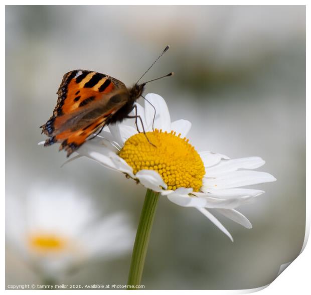 Graceful Butterfly on Pollinated Daisy Print by tammy mellor