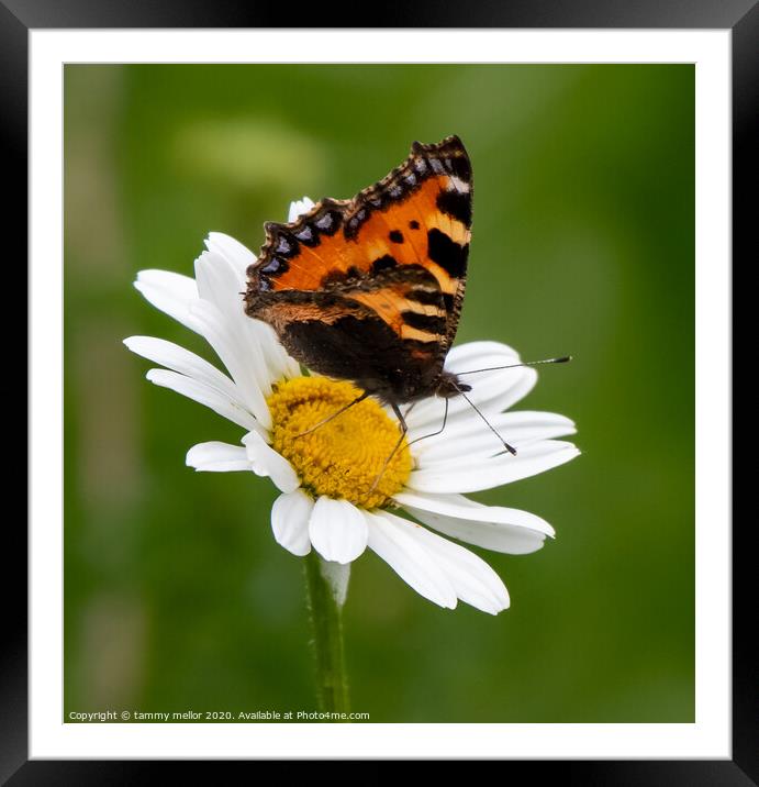 Graceful pollinators in natures beauty Framed Mounted Print by tammy mellor
