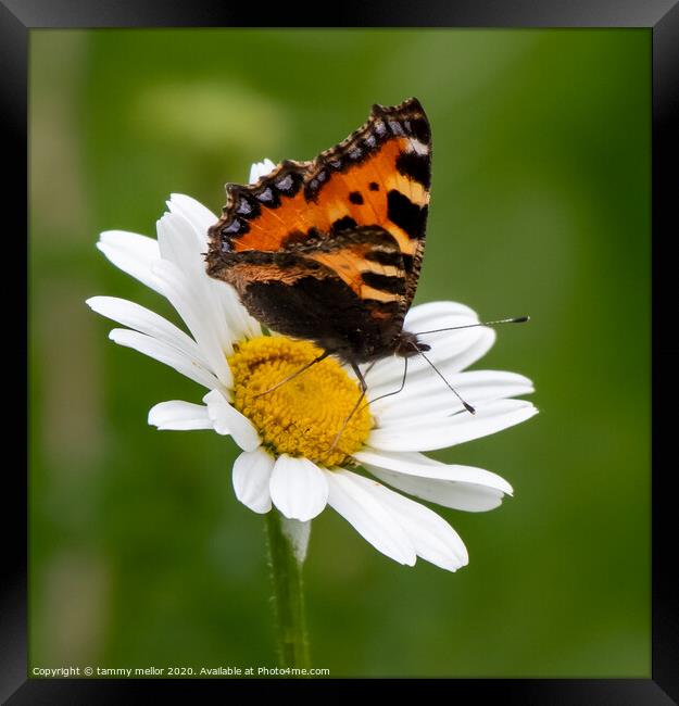 Graceful pollinators in natures beauty Framed Print by tammy mellor