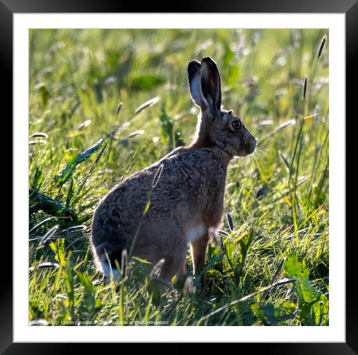 Serenity in the grass Framed Mounted Print by tammy mellor
