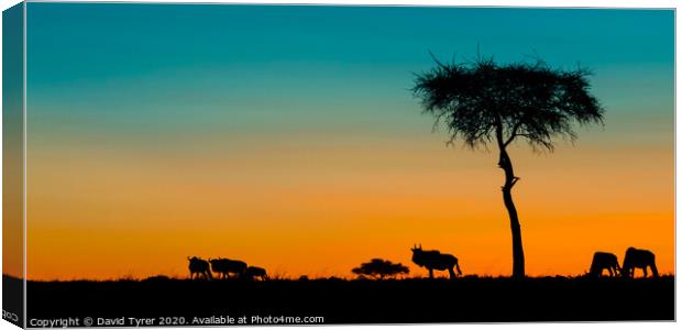 Twilight in the Masai Mara Canvas Print by David Tyrer