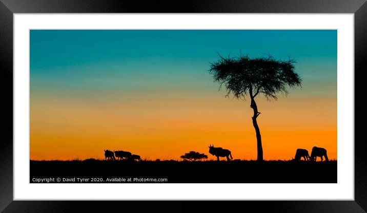 Twilight in the Masai Mara Framed Mounted Print by David Tyrer