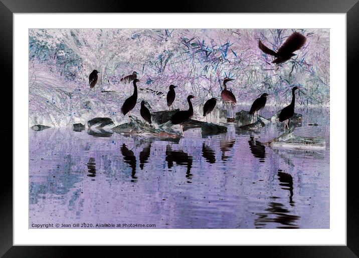 Egrets in the Camargue Framed Mounted Print by Jean Gill