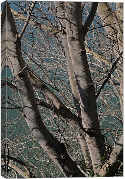 Busy branches Canvas Print by lyn baker