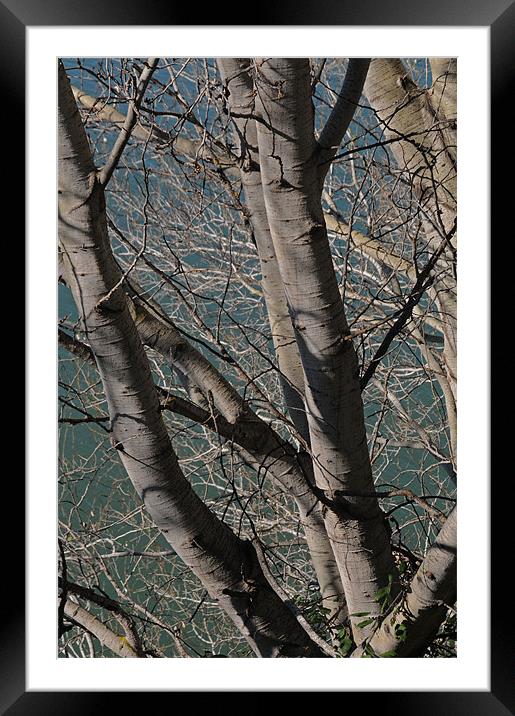 Busy branches Framed Mounted Print by lyn baker