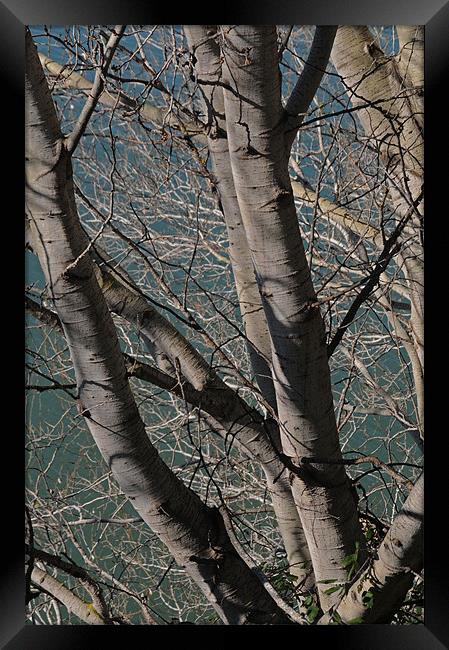 Busy branches Framed Print by lyn baker