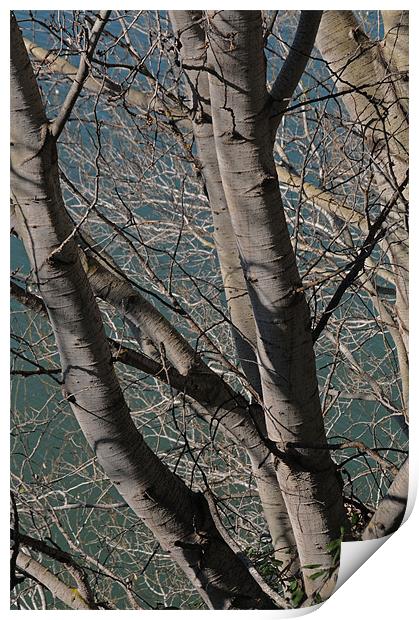 Busy branches Print by lyn baker