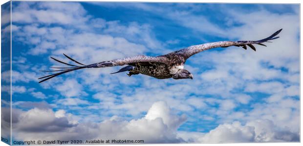 Griffon Vulture Circling Canvas Print by David Tyrer