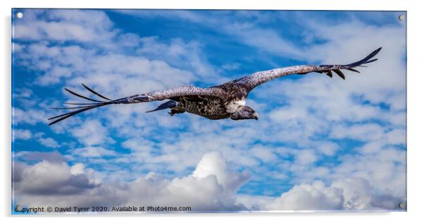 Griffon Vulture Circling Acrylic by David Tyrer