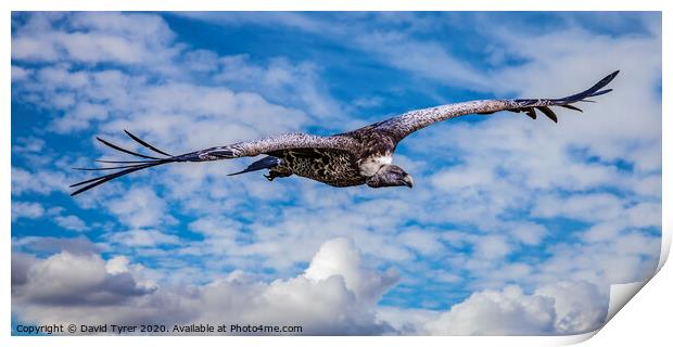 Griffon Vulture Circling Print by David Tyrer