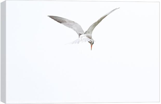 Common Tern Canvas Print by GadgetGaz Photo