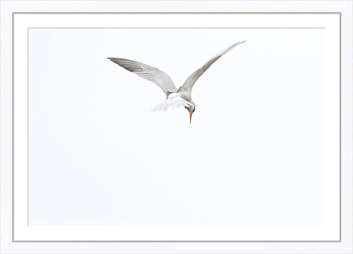 Common Tern Framed Mounted Print by GadgetGaz Photo