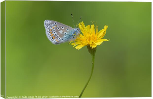 Common Blue Butterfly Canvas Print by GadgetGaz Photo