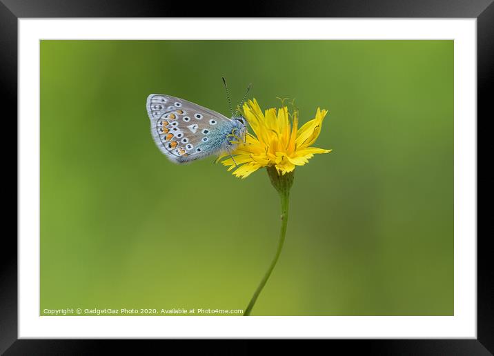 Common Blue Butterfly Framed Mounted Print by GadgetGaz Photo