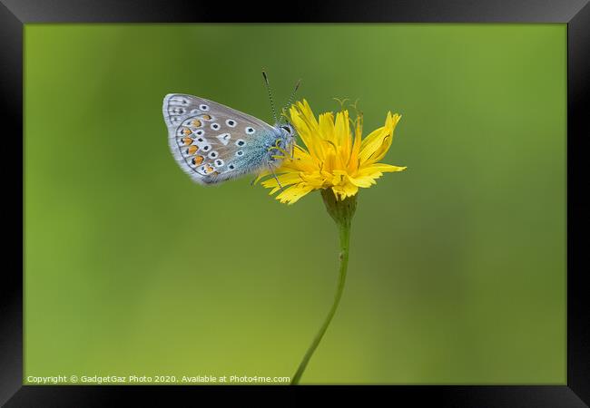 Common Blue Butterfly Framed Print by GadgetGaz Photo