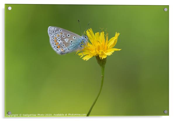 Common Blue Butterfly Acrylic by GadgetGaz Photo