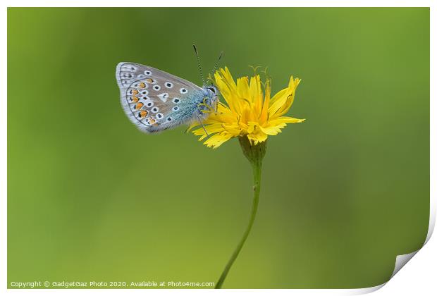 Common Blue Butterfly Print by GadgetGaz Photo