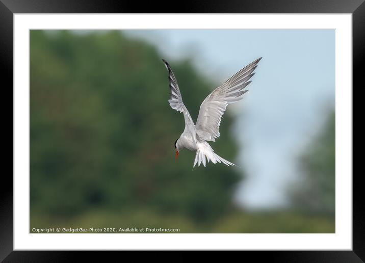 A Common Tern Framed Mounted Print by GadgetGaz Photo