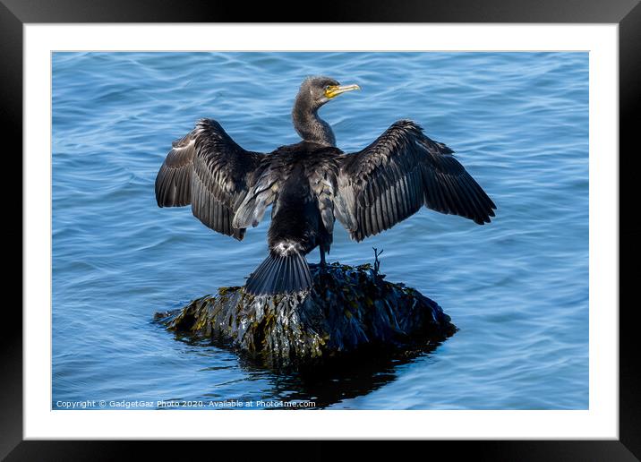 A Cormorant drying its wings Framed Mounted Print by GadgetGaz Photo