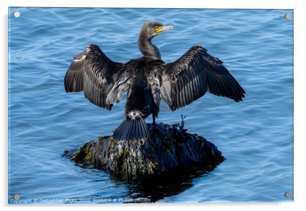 A Cormorant drying its wings Acrylic by GadgetGaz Photo