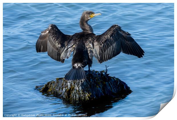 A Cormorant drying its wings Print by GadgetGaz Photo