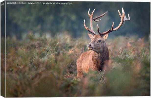 Royal Deer Stag Canvas Print by Kevin White