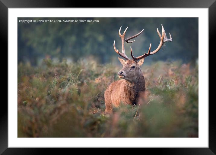 Royal Deer Stag Framed Mounted Print by Kevin White