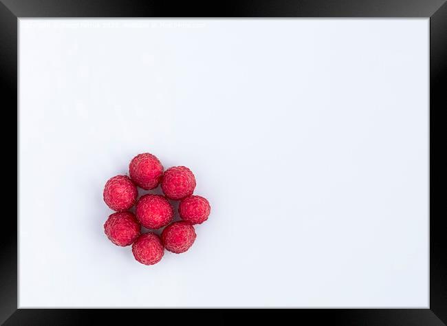 Raspberries are arranged in a circle on a light background Framed Print by Sergii Petruk