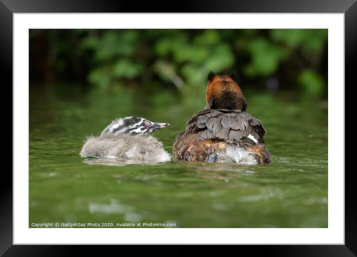 A Great crested grebbe chick and adult Grebe Framed Mounted Print by GadgetGaz Photo