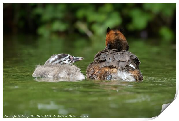 A Great crested grebbe chick and adult Grebe Print by GadgetGaz Photo
