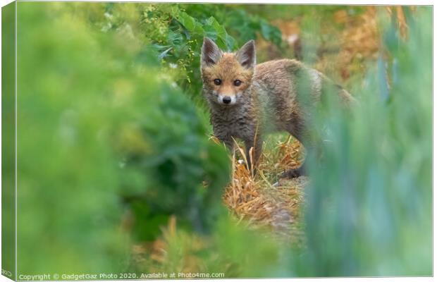 A fox cub in the fields Canvas Print by GadgetGaz Photo