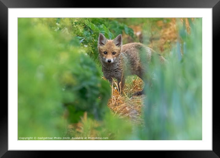 A fox cub in the fields Framed Mounted Print by GadgetGaz Photo