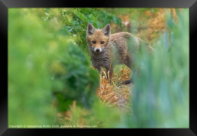 A fox cub in the fields Framed Print by GadgetGaz Photo