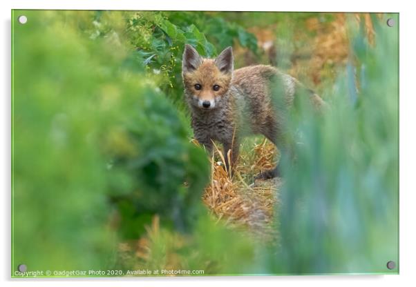 A fox cub in the fields Acrylic by GadgetGaz Photo