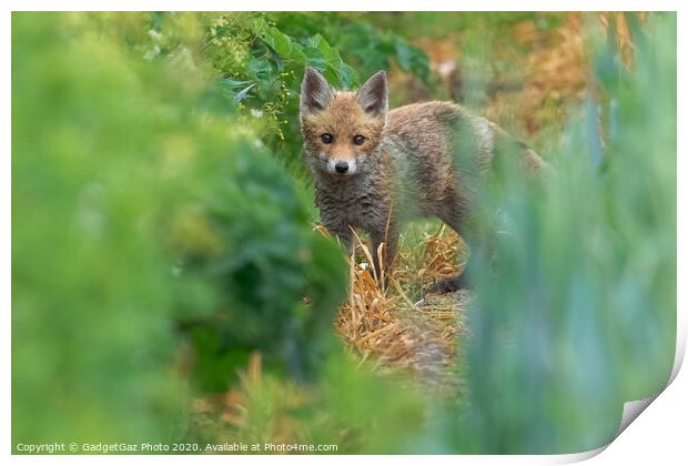 A fox cub in the fields Print by GadgetGaz Photo