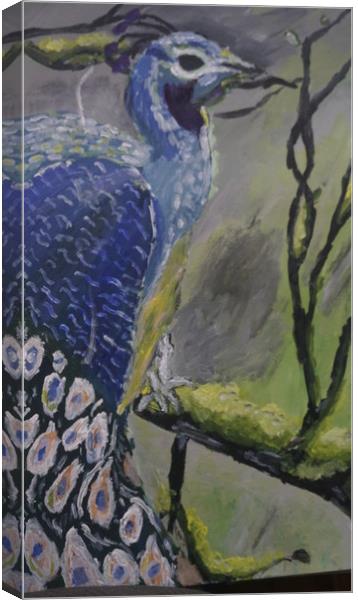 Mr Peacock Canvas Print by Matthew Balls