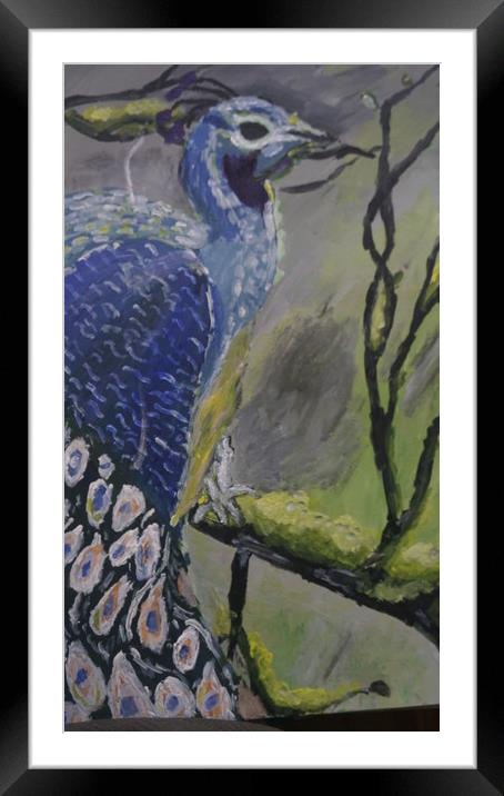 Mr Peacock Framed Mounted Print by Matthew Balls