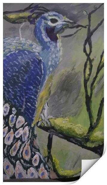 Mr Peacock Print by Matthew Balls