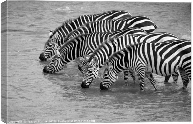 Thirsty Zebras! Canvas Print by Tracey Turner