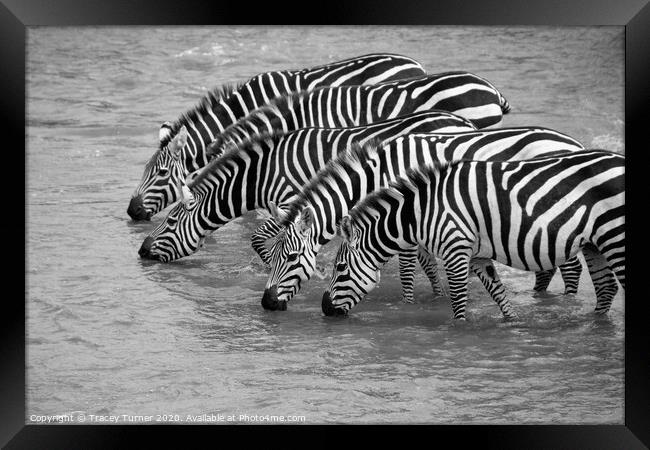 Thirsty Zebras! Framed Print by Tracey Turner