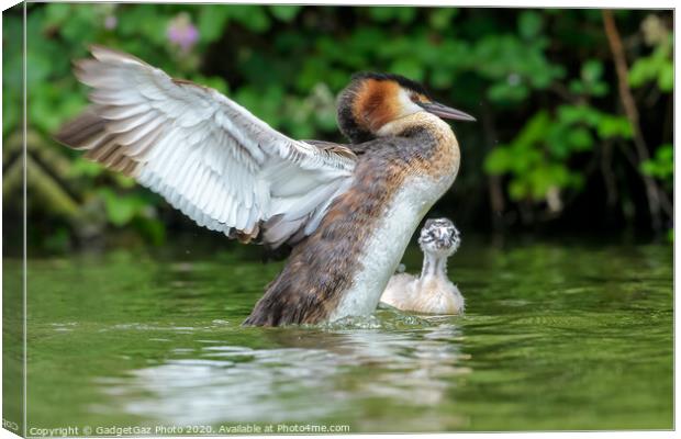 Great crested grebe adult and young Canvas Print by GadgetGaz Photo