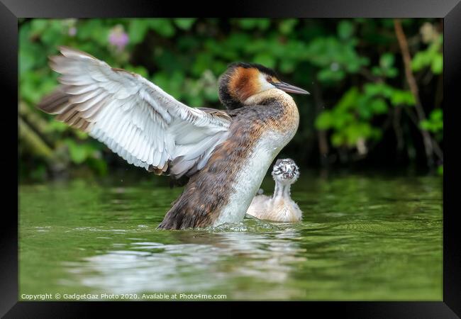 Great crested grebe adult and young Framed Print by GadgetGaz Photo