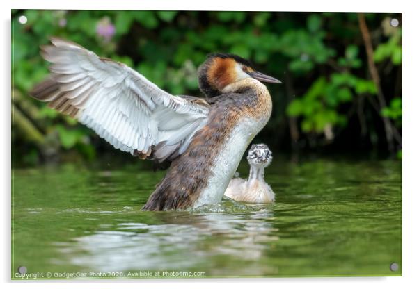 Great crested grebe adult and young Acrylic by GadgetGaz Photo