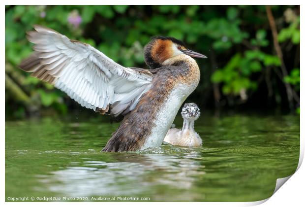Great crested grebe adult and young Print by GadgetGaz Photo