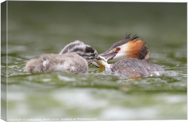 Great crested grebe and juvenile fishing. Canvas Print by GadgetGaz Photo