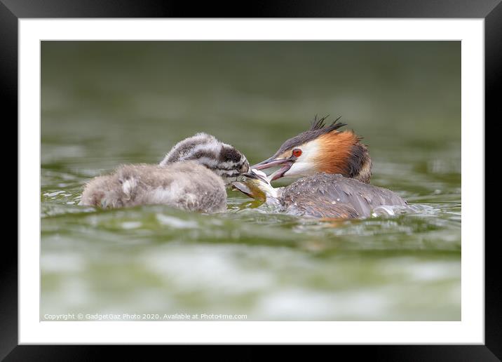 Great crested grebe and juvenile fishing. Framed Mounted Print by GadgetGaz Photo