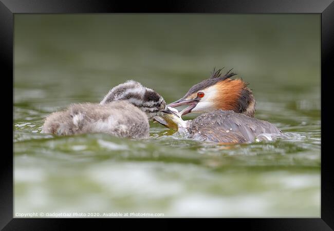 Great crested grebe and juvenile fishing. Framed Print by GadgetGaz Photo