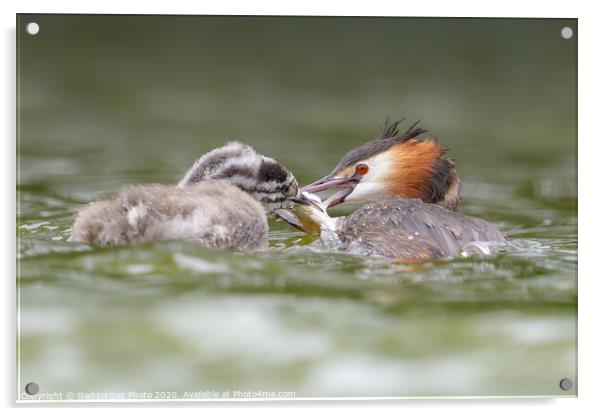 Great crested grebe and juvenile fishing. Acrylic by GadgetGaz Photo