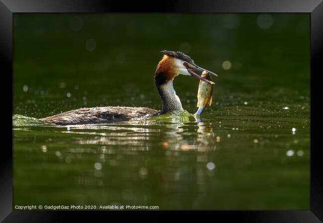 Great crested grebe with her fish. Framed Print by GadgetGaz Photo